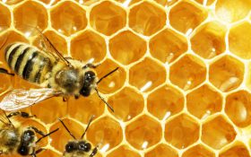 آموزش صحیح در زنبورداری